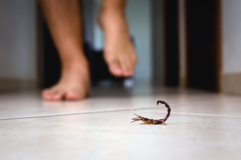 Scorpion indoors near a person. Person walking near a scorpion.