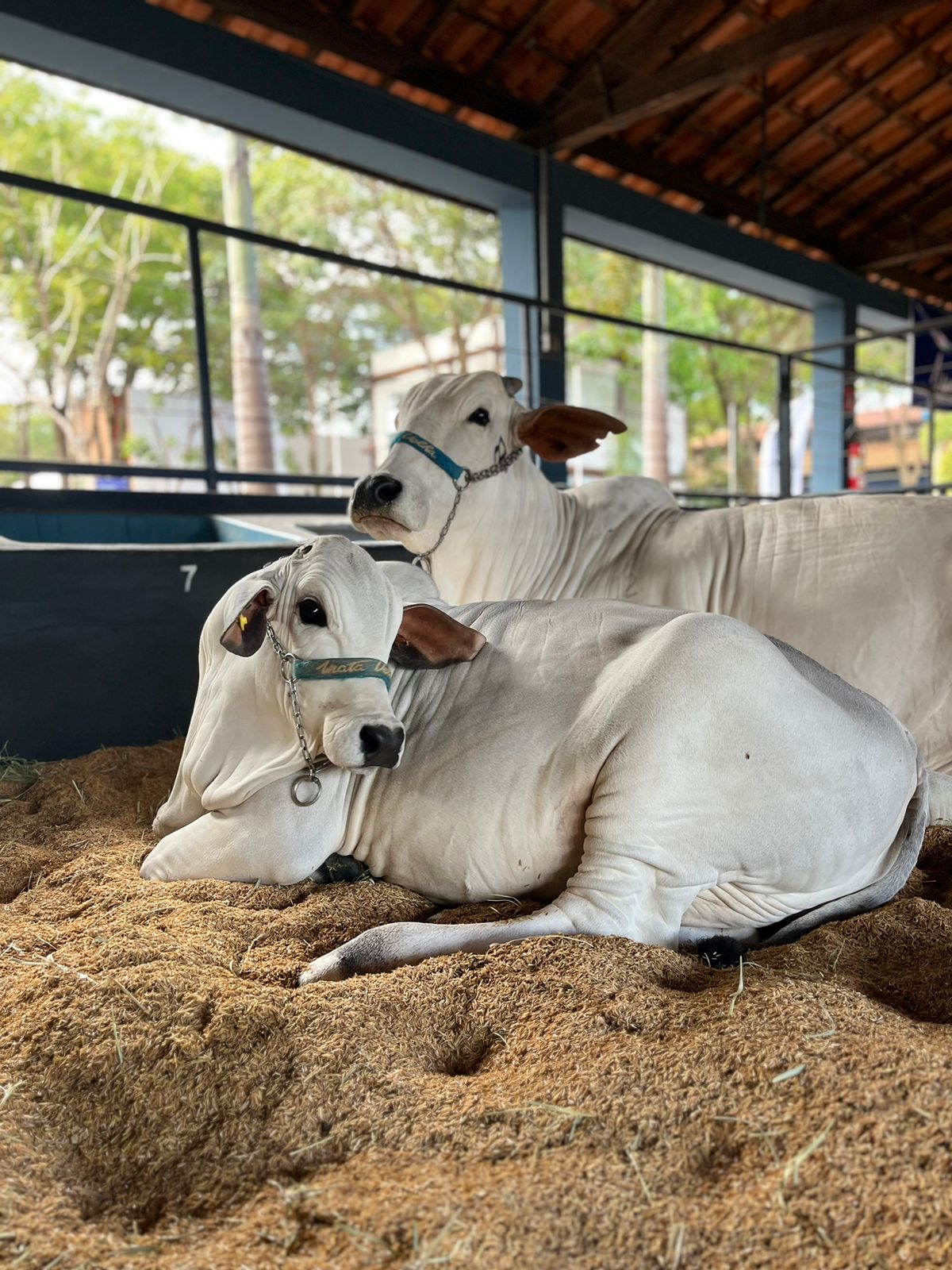 ACNB-Leilao-Edicao-Especial-da-Agro-Mata-Velha-oferta-animais-Nelore-durante-a-Expogenetica-2023-foto-divulgacao