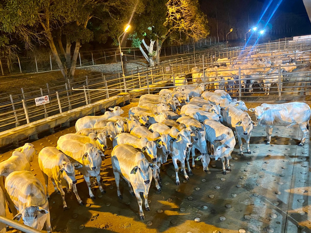 ACNB-Mais-de-460-animais-terminados-em-confinamento-foram-avaliados-na-4-etapa-do-Circuito-Nelore-de-Qualidade-foto-divulgacao