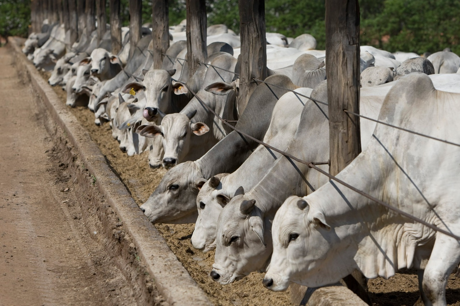 AGRONORTE-lanca-racao-ideal-para-a-manutencao-da-saude-e-produtividade-do-gado-no-periodo-de-seca-Foto-Divulgacao