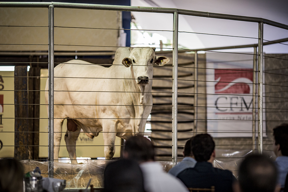 cfm-Megaleilao-Nelore-CFM-2022-vendera-500-touros-em-Campo-Grande-foto-divulgacao