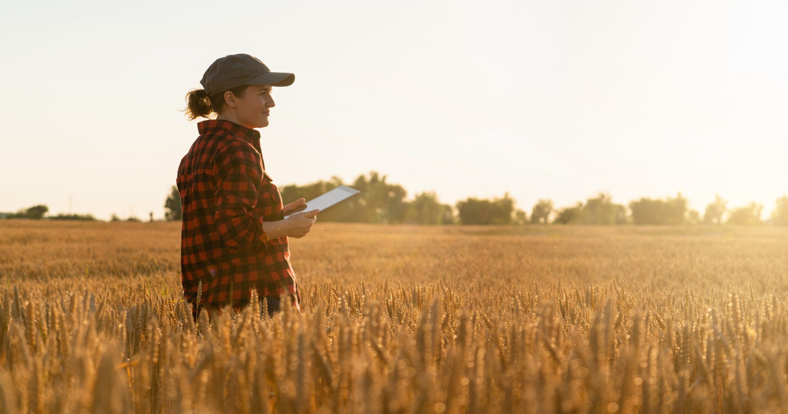 Woman,Farmer,With,Tablet,In,A,Wheat,Field,At,Sunset.