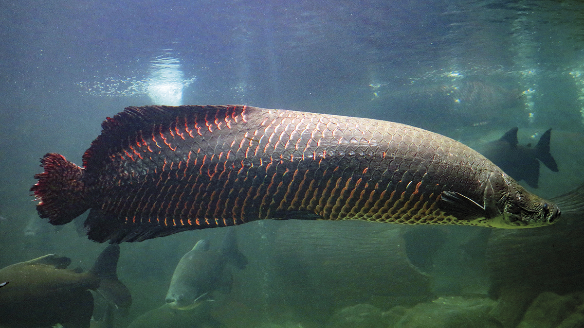 Agronorte-leva-linha-completa-de-racoes-para-peixes-ao-IFC-Amazonia-em- Belem-Foto-shutterstock