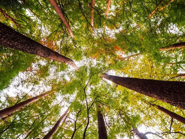 Cirion publica seu primeiro Relatório de Sustentabilidade (ESG)
