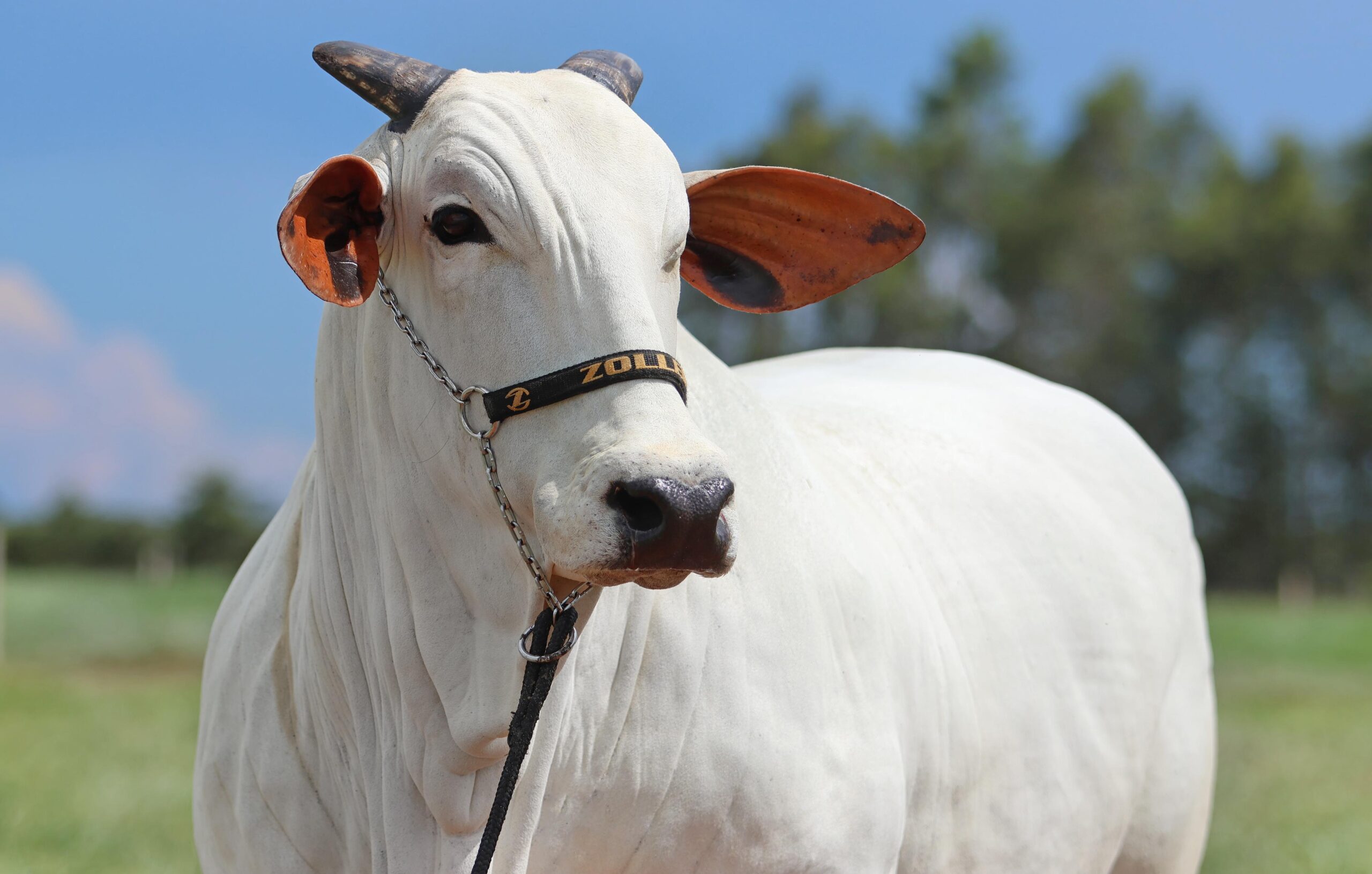 ACNB-AgroZoller-inicia-o-ano-com-leilao-de-animais-Nelore-e-Nelore-Mocho-foto-divulgacao