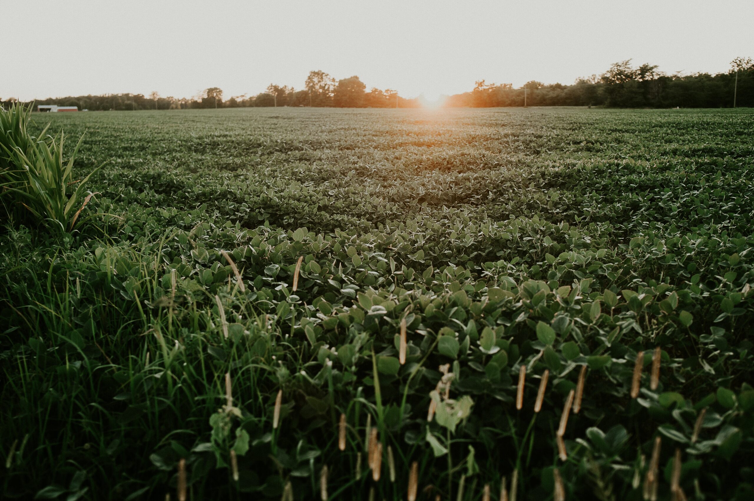 BIOTROP-Rally-da-Safra-que-mapeia-o-cultivo-de-soja-e-milho-nas-principais-regioes-produtoras-FOTO-meredith-petrick