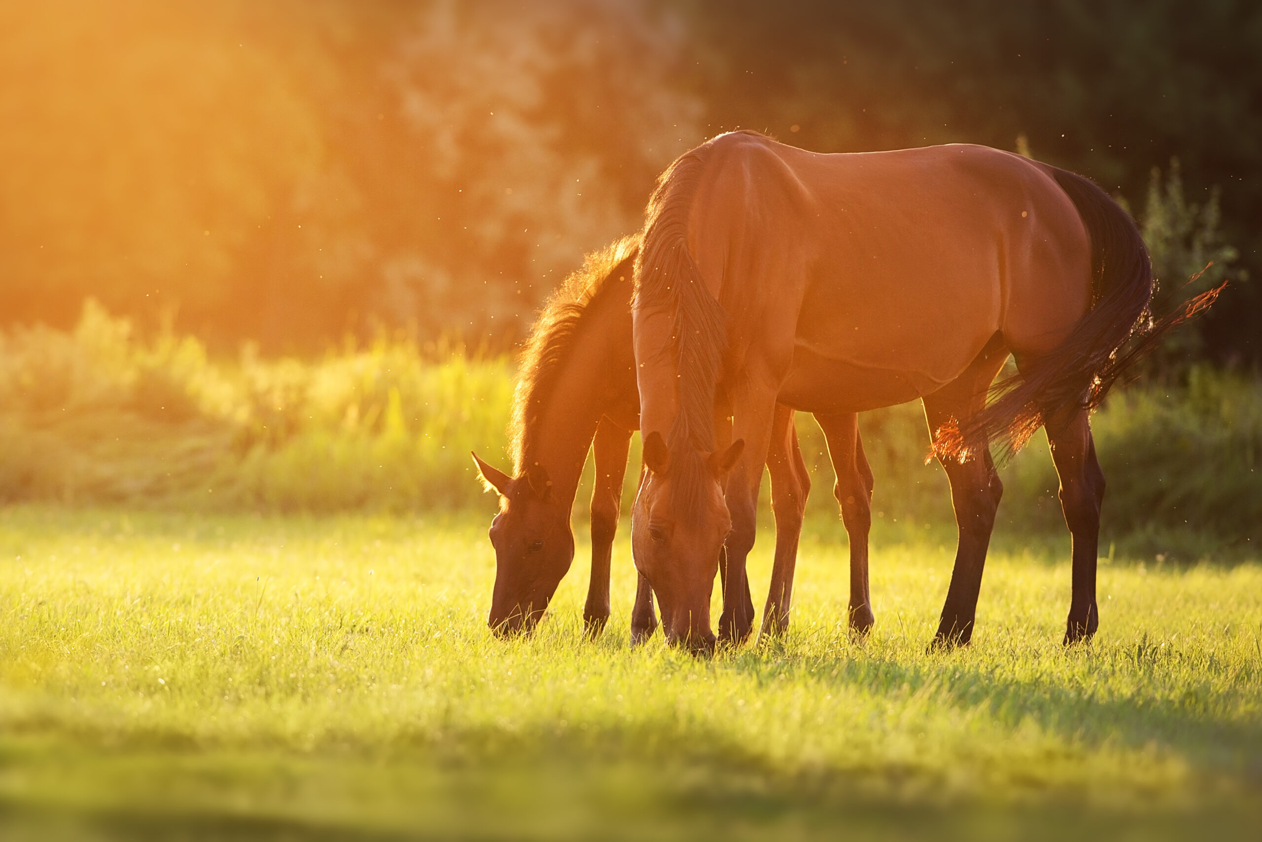 Mare and foal in sunlight