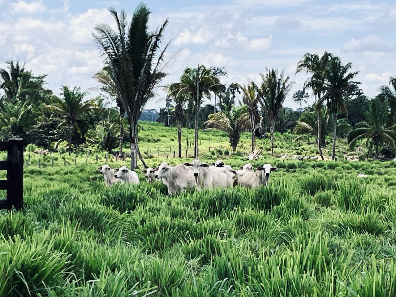 Trouw-Nutriton-Chegada-das-chuvas-na-regiao-Norte-acende-alerta-para-pecuaristas-Foto-Divulgacao