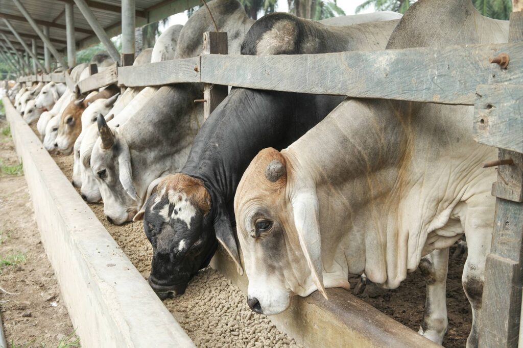 Brahman,Bulls,Having,A,Pallet,Inside,The,Feedlot,Range.