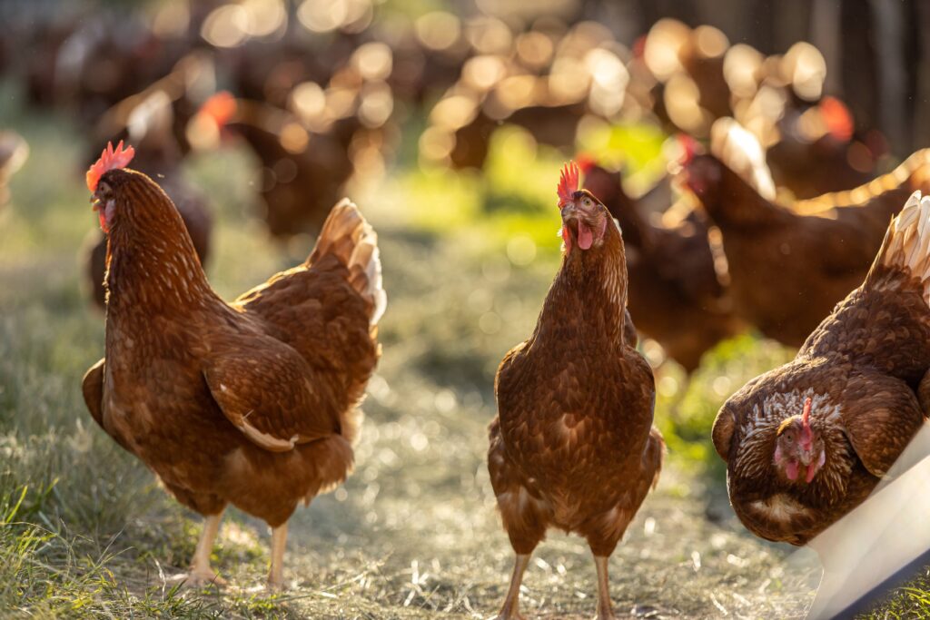 Frango orgânico