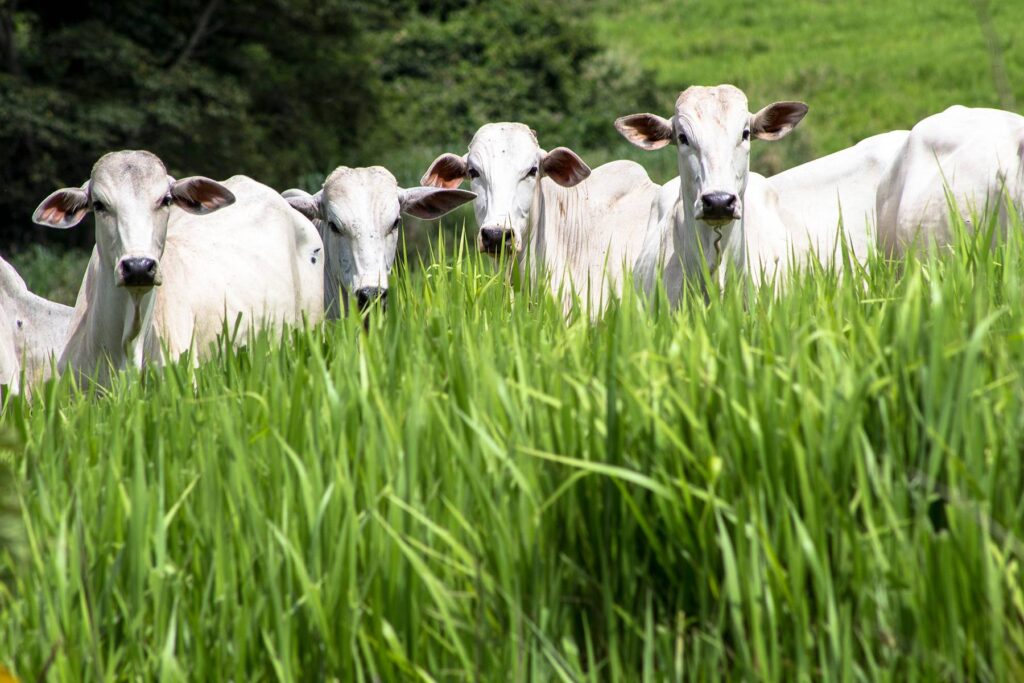 Rolandia, PR, Brasil, 09/01/2015. Rebanho de gado da raça Nelore solto em um pasto no município de Rolândia, norte do estado do Paraná. – FOTO: ALF RIBEIRO -