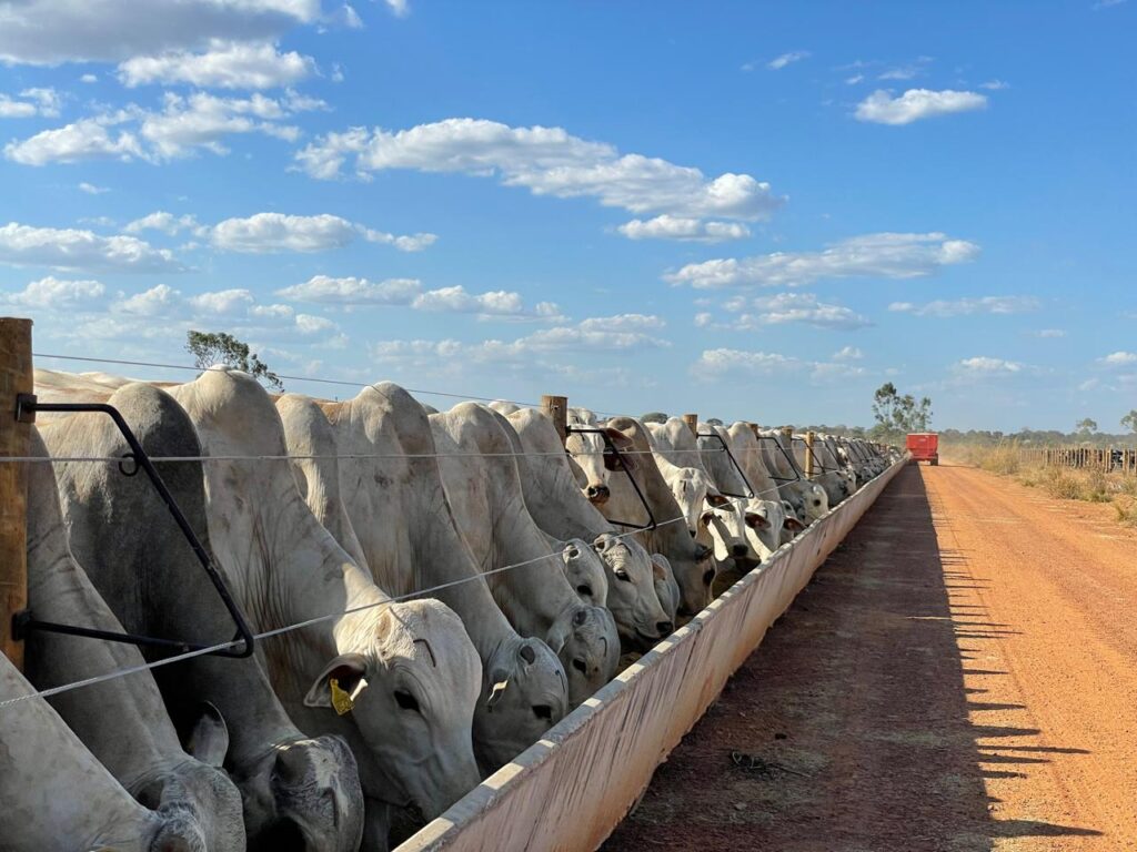 Trouw-Nutrition-Rentabilidade-do-confinamento-de-bovinos-depende-de-boas-estrategia- nutricionais-e-infraestrutura-explica-especialista-Foto-Divulgacao