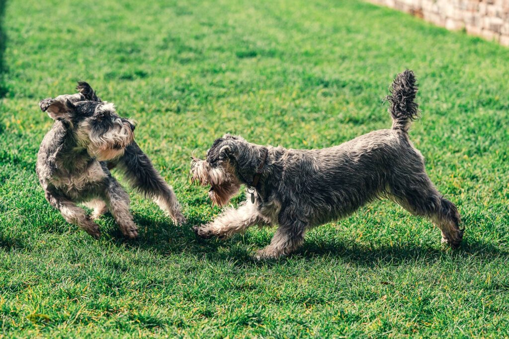 Cão