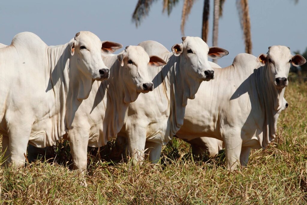 Gado-nutriçao