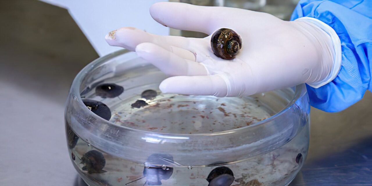 caramujos_do_genero_pomacea_analisados_no_laboratorio_de_malacologia_do_ioc_fiocruz_-_foto_josue_damacena.jpg