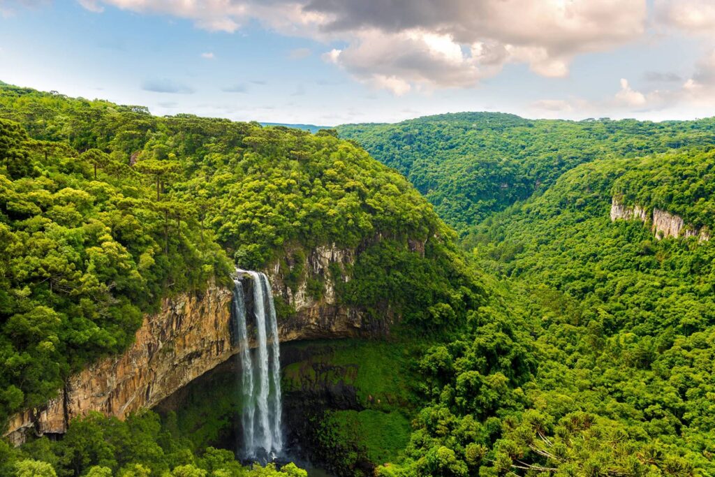 mata atlantica-curitiba