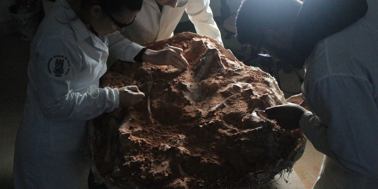 trabalho_de_preparacao_do_fossil_de_sao_joao_do_polesine_por_rodrigo_temp_muller.jpg