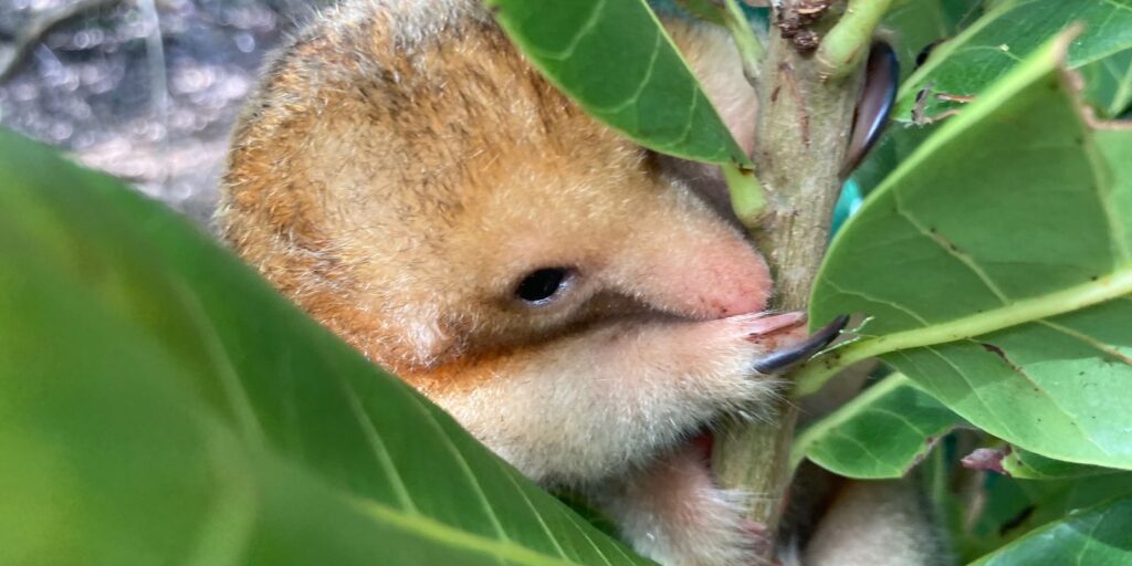 foto_instituto_tamandua_fundacao_grupo_boticario.jpg