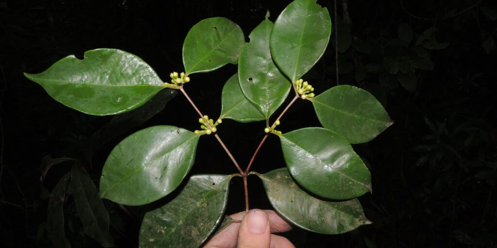 siphoneugena_carolynae_foto_thiago_fernandes_jardim_botanico_do_rio.jpg