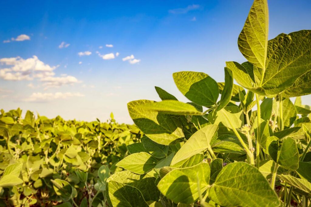 Soybean field in a sunny day. Agricultural scene.