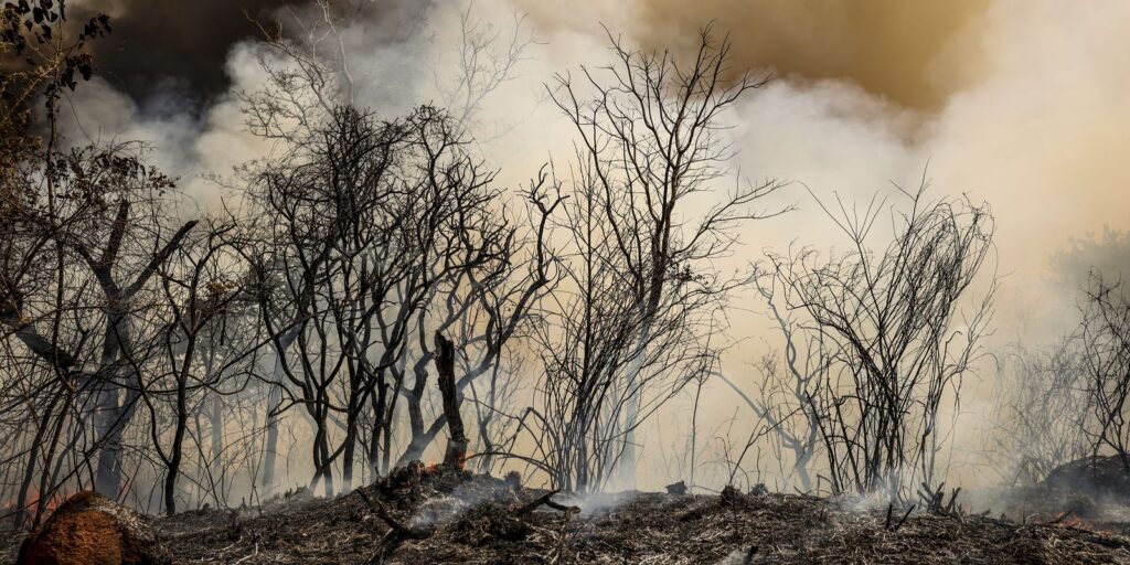 incendio-florestal-bsb2_mcamgo_abr_24082024-2_8.jpg