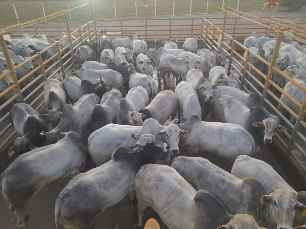 ACNB-Circuito-Nelore-de-Qualidade-destaca-animais-jovens-e-pesados-em-etapa-de-Iturama-MG-foto-divulgacao