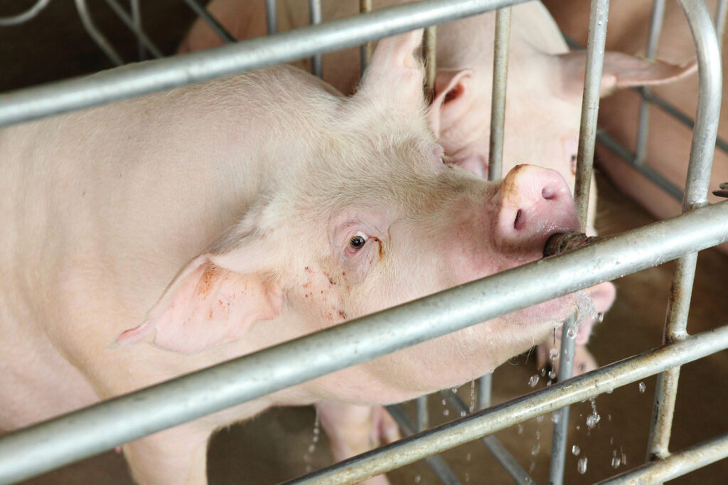 Pig,Drinking,Water