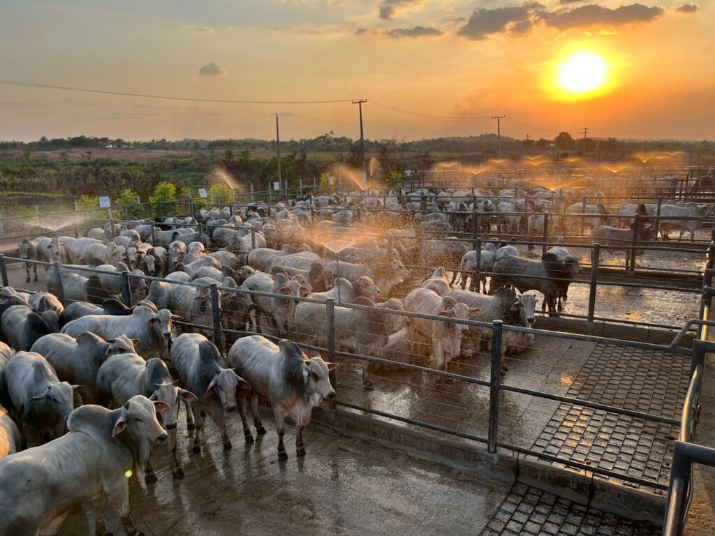 ACNB-Primeira-etapa-da-historia-do-Circuito-Nelore-de-Qualidade-no-Maranhao-avalia-mais-de-300-animais-foto-divulgacao