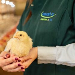 Uso de fitase na alimentação de aves potencializa absorção de fósforo e minerais essenciais